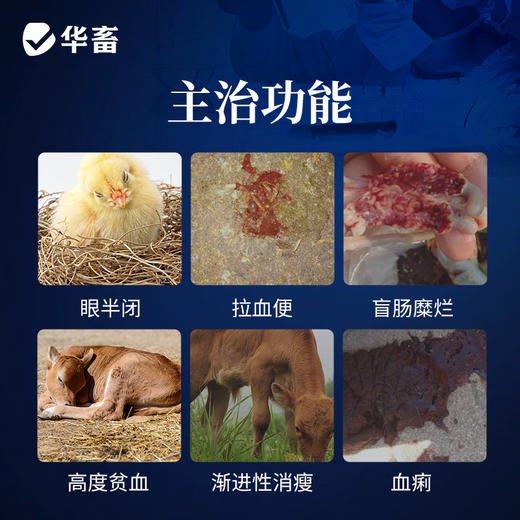 华畜盐酸氨丙啉磺胺喹噁啉钠可溶性粉 抗球虫病鸡鸭鹅球虫病专用药 商品图2