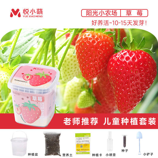 【科学种植❗植物生长观察盒】轻松种植好养活，让孩子感受生命的奇妙，提升动手能力，亲子互动，科学作业植物生长观察盒儿童种植迷你小盆栽幼儿园小学QQ 商品图7