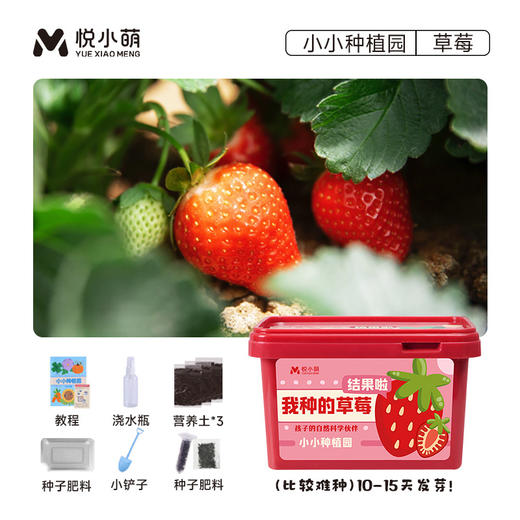【送工具❗盆栽植物生长观察盒】孩子的自然科学伙伴，简单易种植好养活·，配套齐全静待花开，简单易种植好养活，小盆栽学生植物生长观察盒幼儿园草莓玉米向日葵迷你农场QQ 商品图4
