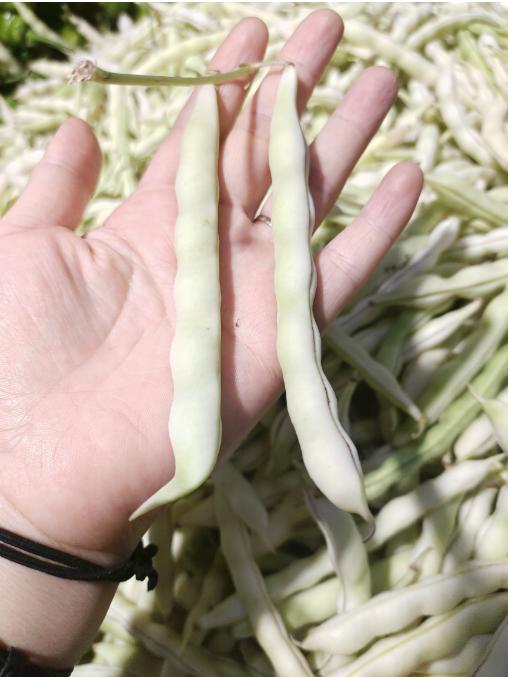 白架豆3斤 商品图1