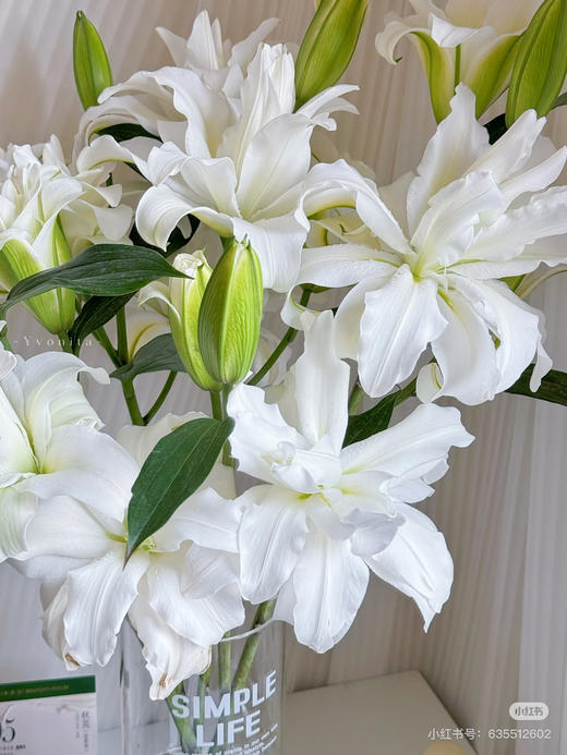 重瓣白百合双头 商品图0
