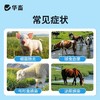 华畜磺胺脒片兽用痢疾肠炎血痢家畜肠道细菌性感染肠炎牛犊便血 商品缩略图5