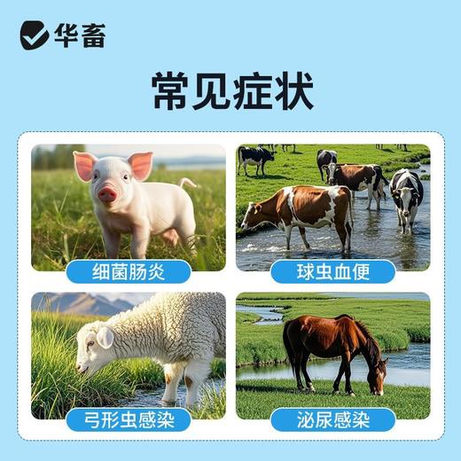 华畜磺胺脒片兽用痢疾肠炎血痢家畜肠道细菌性感染肠炎牛犊便血 商品图5