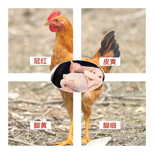 阿林甄选山林散养童子鸡(清蒸/红烧/小炒） 商品图1