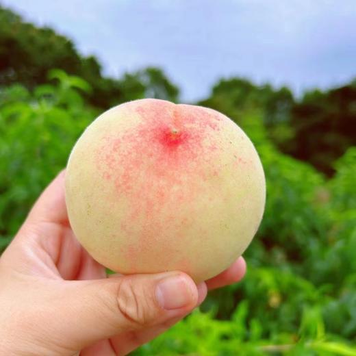 新鲜水果-奉化水蜜桃5斤左右【SP】 商品图3