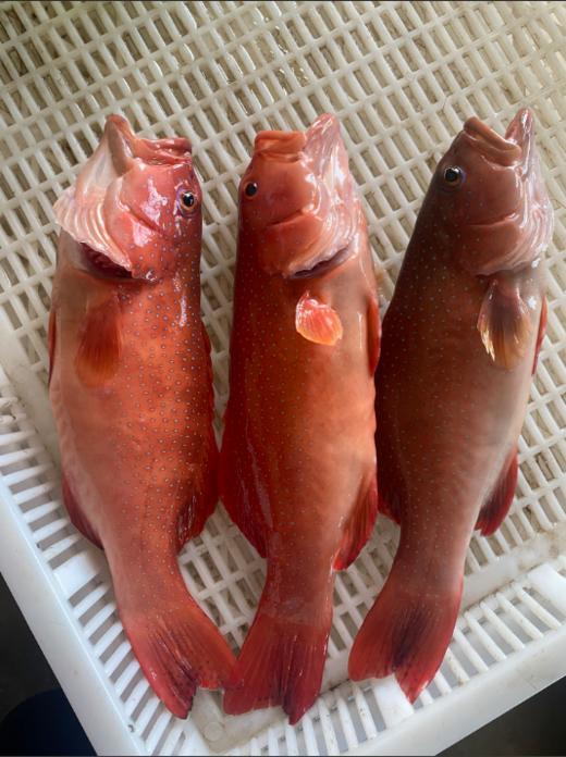 & 海钓东星斑🐠高端好食材，鲜嫩十足💯当天上岸活冻 商品图4