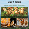 阿林甄选山林散养青年公鸡（红烧/爆炒） 商品缩略图3