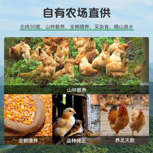 阿林甄选山林散养青年公鸡（红烧/爆炒） 商品图3