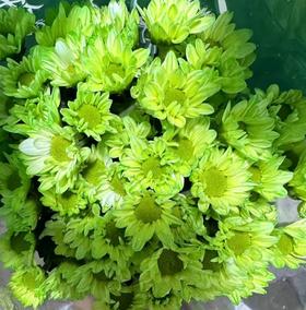 小菊 | 染色小菊绿色【人工吸染，有色差，慎重下单】