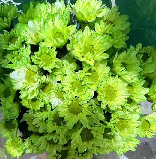小菊 | 染色小菊绿色【人工吸染，有色差，慎重下单】 商品图0