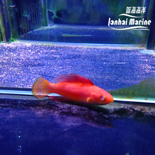 菲律宾火焰雀 公 商品图2
