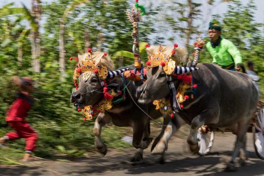8.23确定出发【印尼巴厘】马克普奔牛祭•钢芭图尔火山•卡朗库塔巴东沙滩7天摄影团<环球寻梦> 商品图6