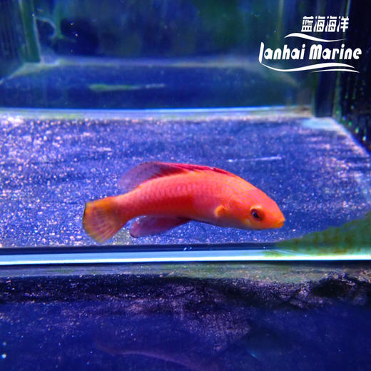 菲律宾火焰雀 公 商品图3