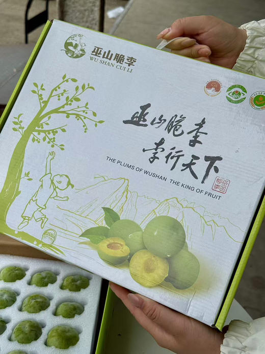 ✈️顺丰包邮到家，巫山脆李，三峡库区核心产区，阳光雨露滋养，颗颗饱满，皮薄肉厚，脆到心坎里！清甜爆汁，冰镇后更绝！消暑解腻就靠它！净果4.5斤 商品图5