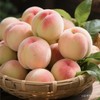 新鲜水果-奉化水蜜桃5斤左右【SP】 商品缩略图4