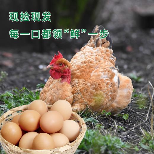 阿林甄选山林散养新鲜土鸡蛋50枚 商品图2