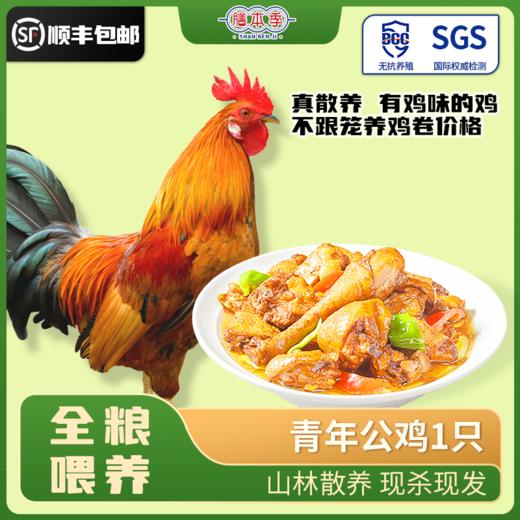 阿林甄选山林散养青年公鸡（红烧/爆炒） 商品图0