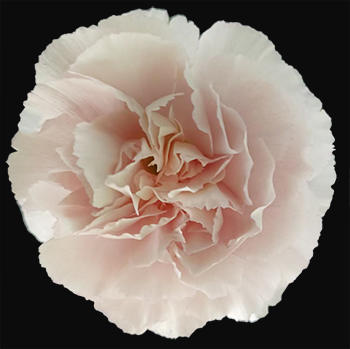 单头康乃馨 | 凯拉 商品图0