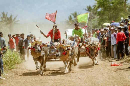 印尼•八月摄影之旅——马克普奔牛祭，布罗莫火山，伊真火山，赛武瀑布，巴厘岛，海神庙，情人崖，金巴兰海滩，佩尼达岛9天 商品图1