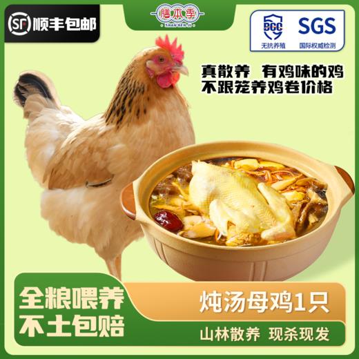 阿林甄选山林散养老母鸡（炖汤） 商品图0