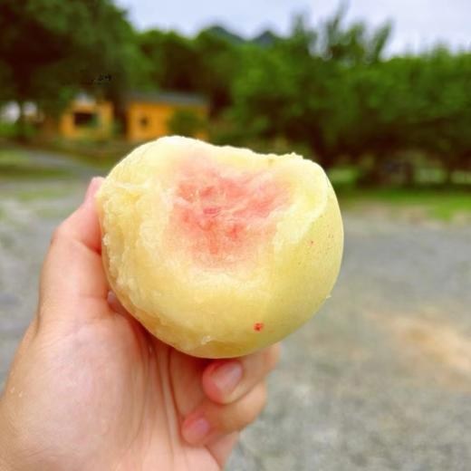 新鲜水果-奉化水蜜桃5斤左右【SP】 商品图5