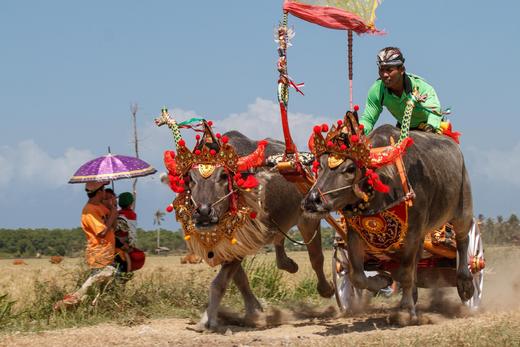 8.23确定出发【印尼巴厘】马克普奔牛祭•钢芭图尔火山•卡朗库塔巴东沙滩7天摄影团<环球寻梦> 商品图12