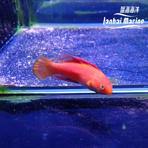 菲律宾火焰雀 公 商品图1