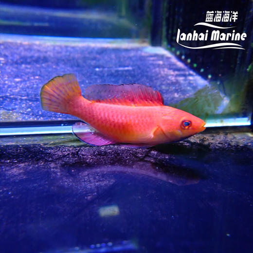 菲律宾火焰雀 公 商品图4