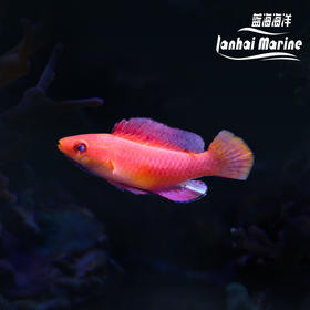 菲律宾火焰雀 公