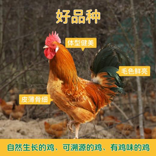 阿林甄选山林散养青年公鸡（红烧/爆炒） 商品图2
