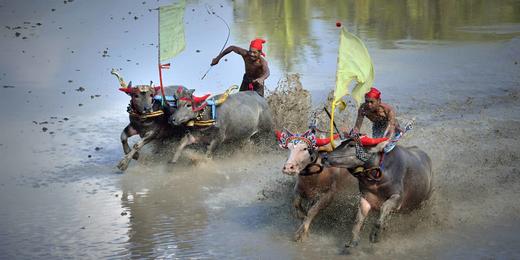 印尼•八月摄影之旅——马克普奔牛祭，布罗莫火山，伊真火山，赛武瀑布，巴厘岛，海神庙，情人崖，金巴兰海滩，佩尼达岛9天 商品图4