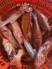 & 海钓东星斑🐠高端好食材，鲜嫩十足💯当天上岸活冻 商品缩略图10