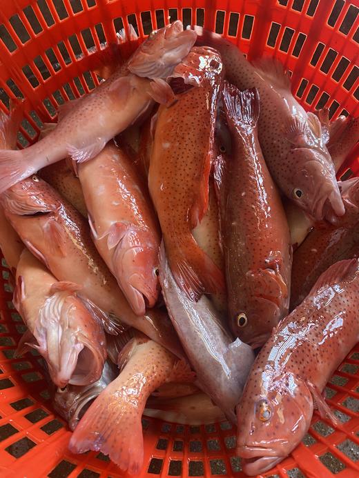 & 海钓东星斑🐠高端好食材，鲜嫩十足💯当天上岸活冻 商品图10