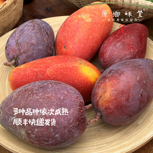 云南干热河谷有机芒果（基地直发-顺丰快递）| 现发小贵妃芒果，来自云南楚雄生产者：庄代康【合作生产，公平贸易】 商品图3