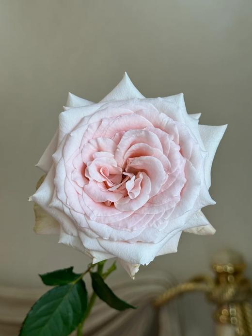 国产单头玫瑰花双鱼座10支 商品图3