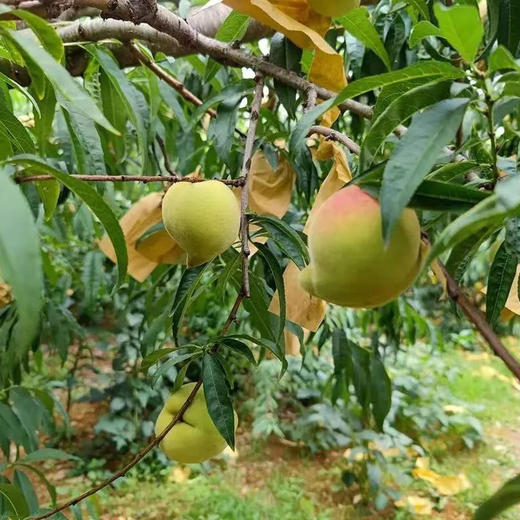 【云南蒙自鹰嘴桃】顺丰到家 新鲜采摘 桃香四溢 清脆甜爽 青皮红心形似鹰嘴 软硬两吃 4种规格任选 商品图6