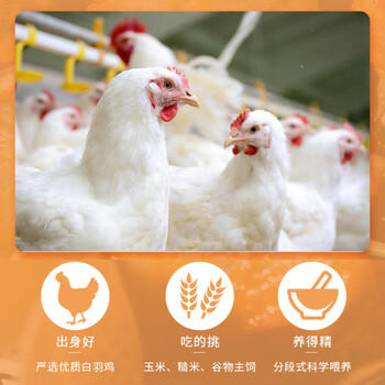 鲜京采 原切鸡翅中 2斤 烤鸡翅炸鸡翅卤鸡翅红烧鸡翅 /生鲜 /禽肉蛋品 /鸡肉 商品图4