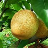 生态桂花梨 | 合作生产*Ecological osmanthus pear|  Partner Production 商品缩略图4