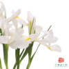 鸢尾 白羽 10枝一扎 商品缩略图2