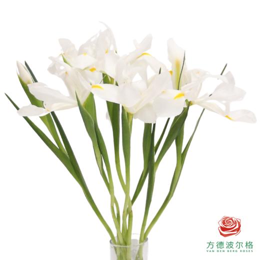鸢尾 白羽 10枝一扎 商品图0