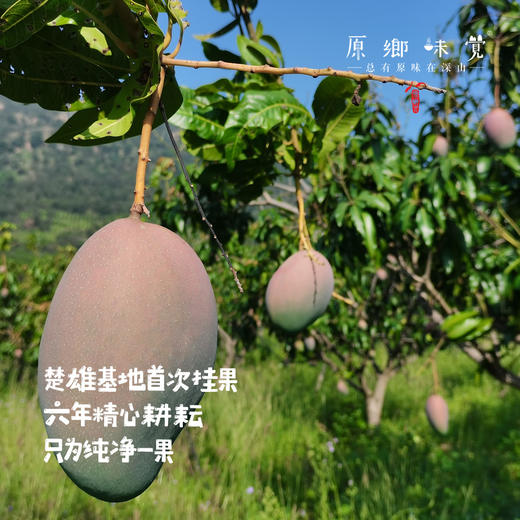 云南干热河谷有机芒果（基地直发-顺丰快递）| 现发小贵妃芒果，来自云南楚雄生产者：庄代康【合作生产，公平贸易】 商品图1