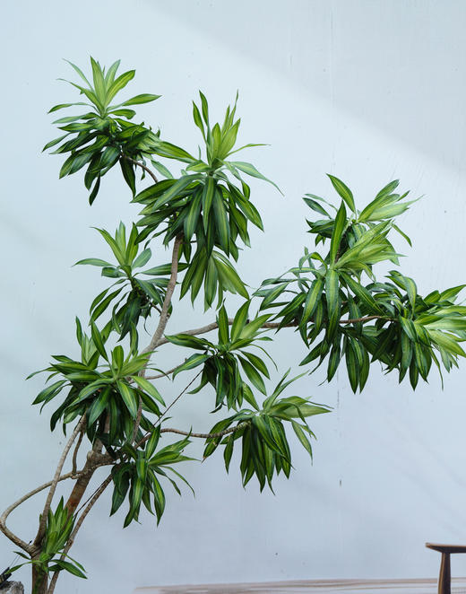 金心百合竹 商品图1