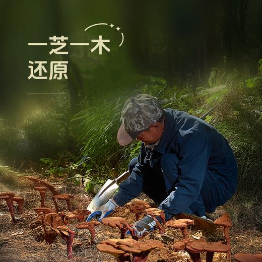 【中科院研究品种 太空S3号赤芝菌株 】霍山赤灵芝片 地理标志认证 核心产区礼盒 自用送礼倍有面  商品图1