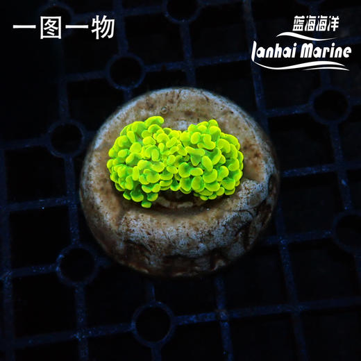 幻彩金分枝榔头 商品图0