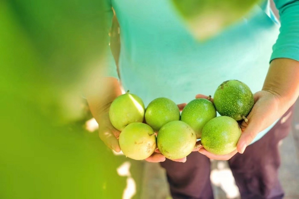 海南有机认证的百香果果园  钦蜜9号有机黄金百香果