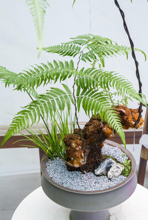 网红蕨 商品图2