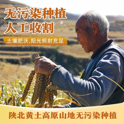 2025年新米上市延黄珍谷陕北米脂黄小米山地种植口感醇香老品种 商品图3