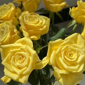 单头玫瑰 | 契机