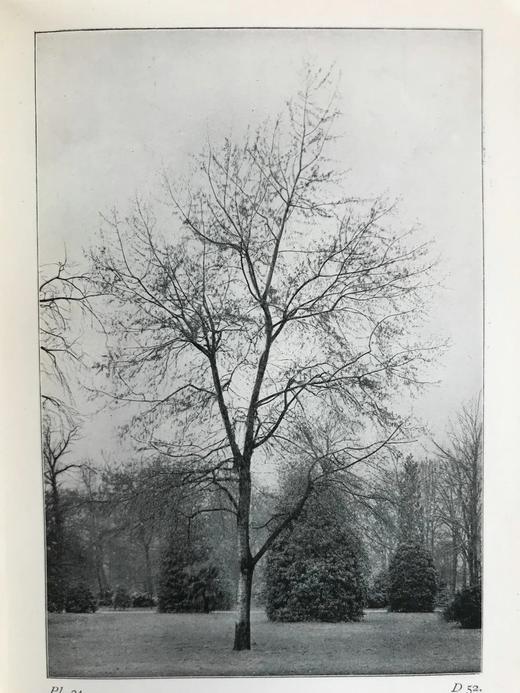 1904年 路边与林地树木指南 127幅插图 漆布精装64开 商品图11