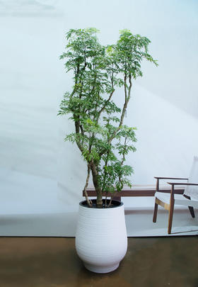 老桩细叶福禄桐